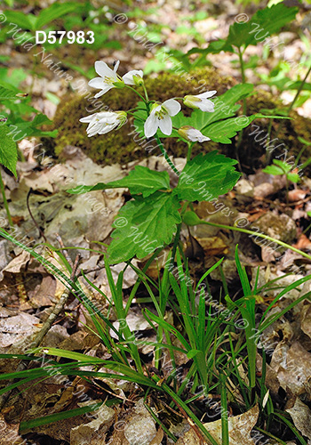 Twoleaf Toothwort (Cardamine diphylla)